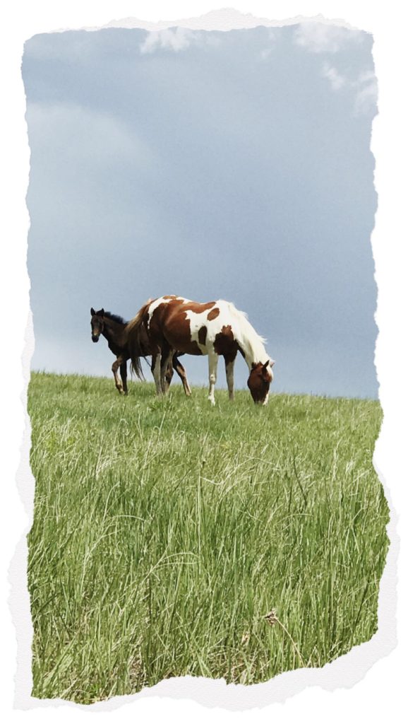 horses on the Lakota reservation re-member